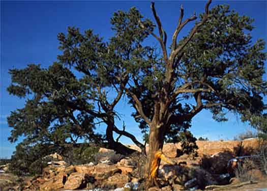 Iconic Pinyon Tree