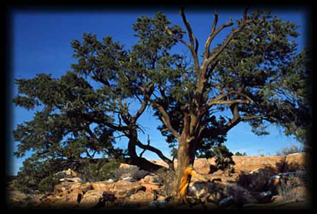 Iconic Pinyon Tree